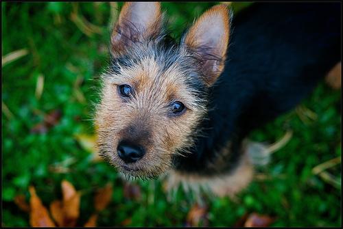 A dog image from https://images.dog.ceo/breeds/terrier-australian/n02096294_2587.jpg