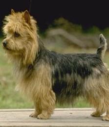 A dog image from https://images.dog.ceo/breeds/terrier-australian/n02096294_285.jpg