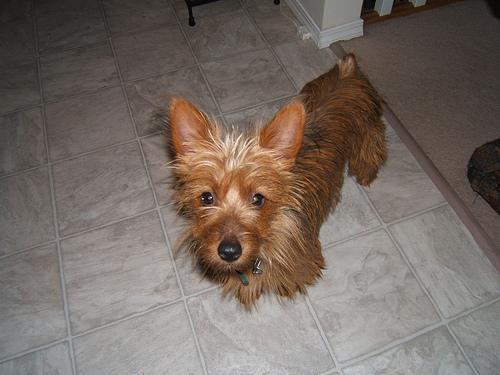 A dog image from https://images.dog.ceo/breeds/terrier-australian/n02096294_2920.jpg