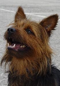 https://images.dog.ceo/breeds/terrier-australian/n02096294_3137.jpg
