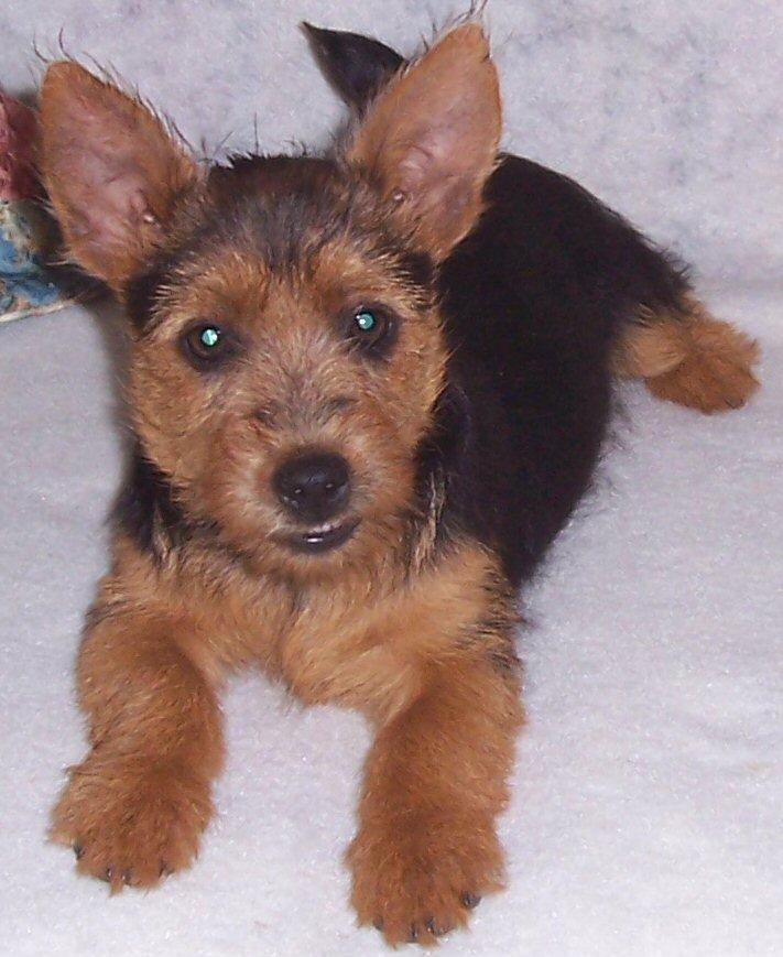 A dog image from https://images.dog.ceo/breeds/terrier-australian/n02096294_3174.jpg