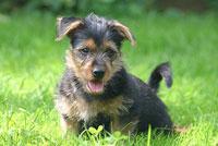 A dog image from https://images.dog.ceo/breeds/terrier-australian/n02096294_3595.jpg