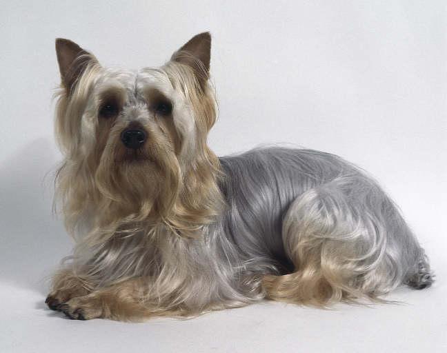 A dog image from https://images.dog.ceo/breeds/terrier-australian/n02096294_3642.jpg