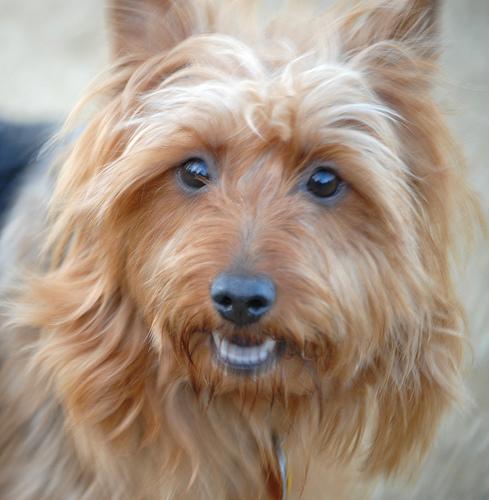 A dog image from https://images.dog.ceo/breeds/terrier-australian/n02096294_3965.jpg