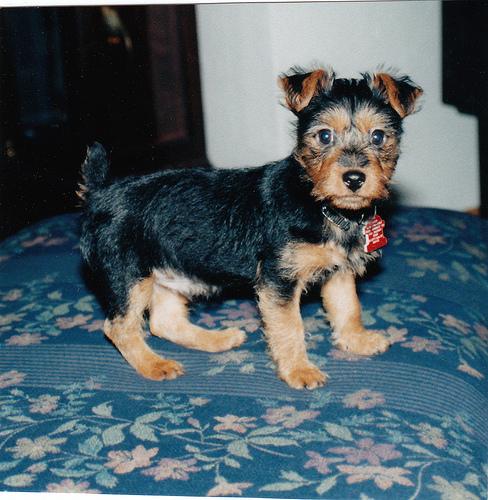 A dog image from https://images.dog.ceo/breeds/terrier-australian/n02096294_4267.jpg