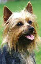 A dog image from https://images.dog.ceo/breeds/terrier-australian/n02096294_436.jpg