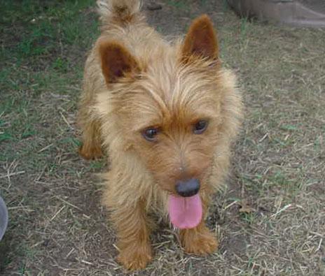 A dog image from https://images.dog.ceo/breeds/terrier-australian/n02096294_472.jpg