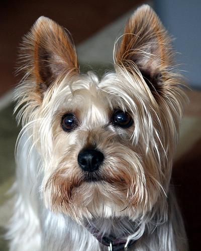 A dog image from https://images.dog.ceo/breeds/terrier-australian/n02096294_5466.jpg