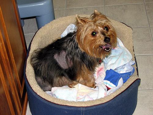 A dog image from https://images.dog.ceo/breeds/terrier-australian/n02096294_5587.jpg