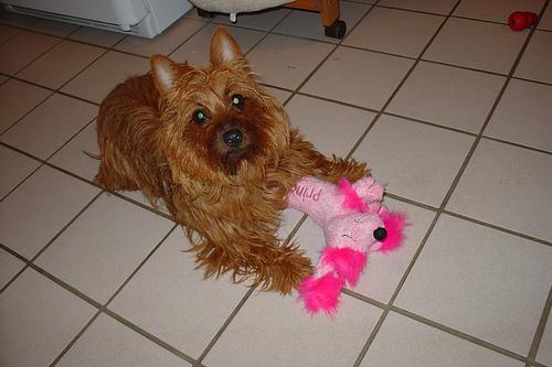 A dog image from https://images.dog.ceo/breeds/terrier-australian/n02096294_5602.jpg