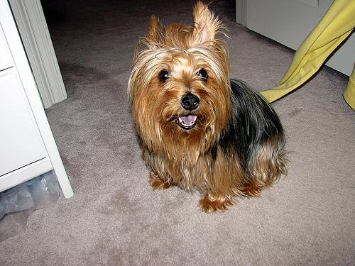 A dog image from https://images.dog.ceo/breeds/terrier-australian/n02096294_5734.jpg