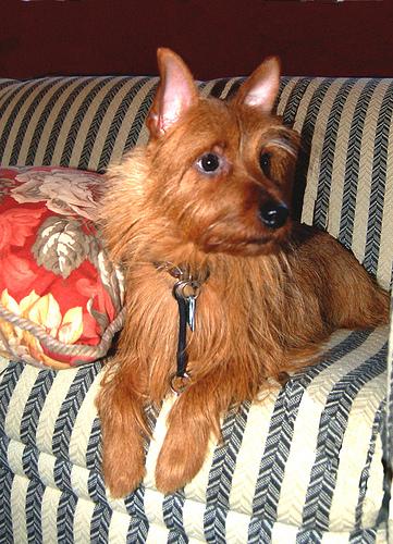 A dog image from https://images.dog.ceo/breeds/terrier-australian/n02096294_5774.jpg