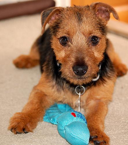 A dog image from https://images.dog.ceo/breeds/terrier-australian/n02096294_5844.jpg