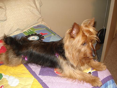 A dog image from https://images.dog.ceo/breeds/terrier-australian/n02096294_590.jpg