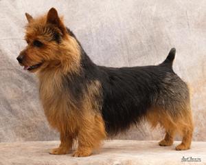 A dog image from https://images.dog.ceo/breeds/terrier-australian/n02096294_6689.jpg