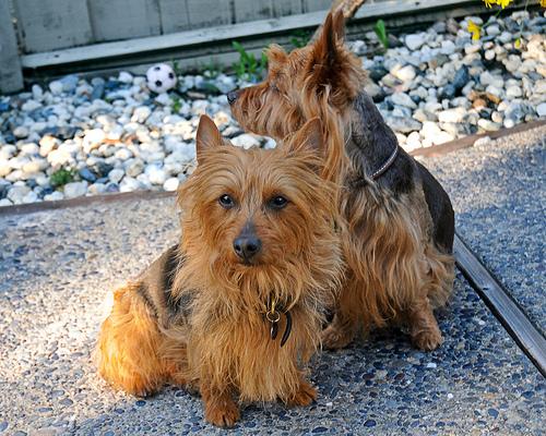 A dog image from https://images.dog.ceo/breeds/terrier-australian/n02096294_7541.jpg