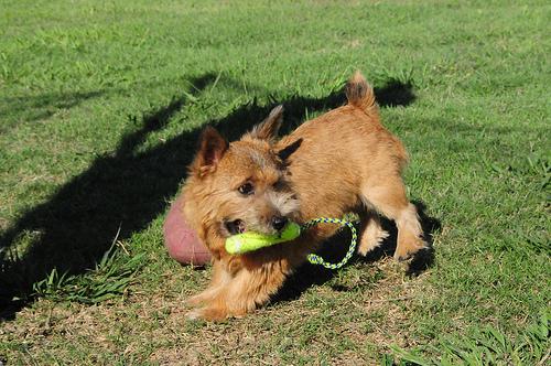 A dog image from https://images.dog.ceo/breeds/terrier-australian/n02096294_7605.jpg