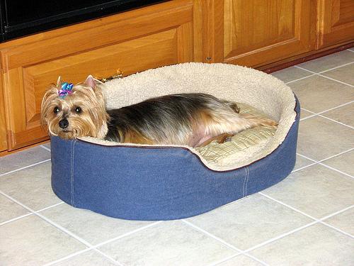 A dog image from https://images.dog.ceo/breeds/terrier-australian/n02096294_7641.jpg