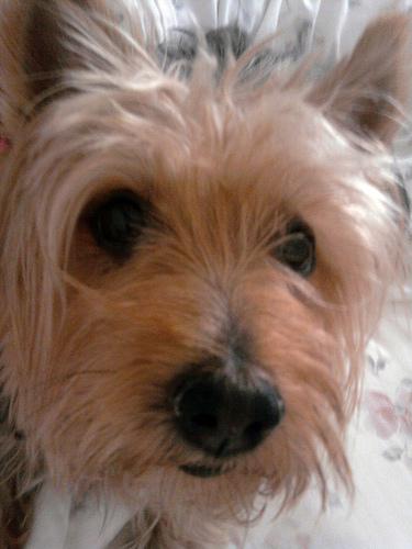 A dog image from https://images.dog.ceo/breeds/terrier-australian/n02096294_7703.jpg