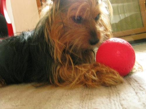 A dog image from https://images.dog.ceo/breeds/terrier-australian/n02096294_7732.jpg