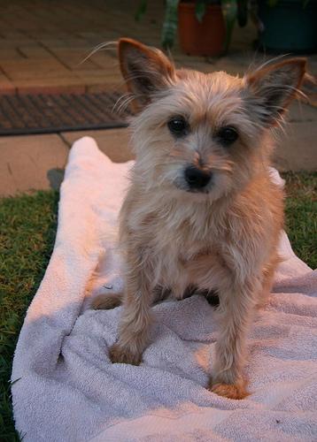 A dog image from https://images.dog.ceo/breeds/terrier-australian/n02096294_8487.jpg