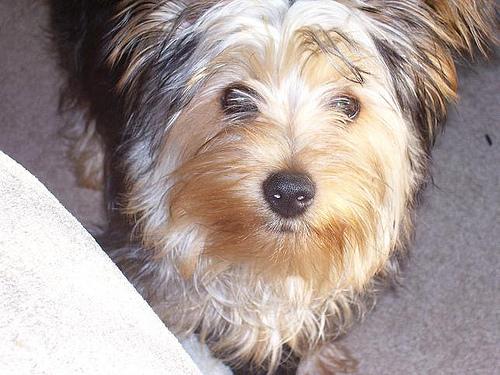 A dog image from https://images.dog.ceo/breeds/terrier-australian/n02096294_8702.jpg