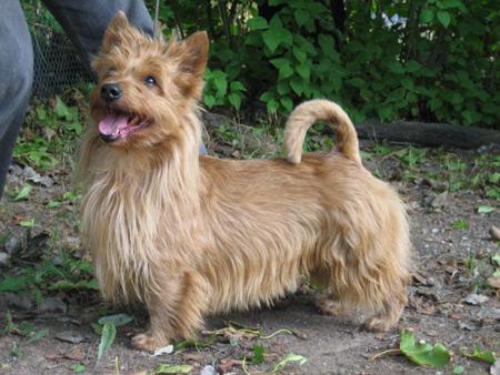 A dog image from https://images.dog.ceo/breeds/terrier-australian/n02096294_989.jpg