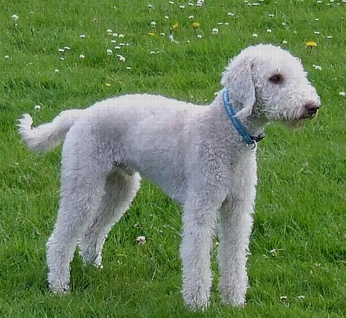 A dog image from https://images.dog.ceo/breeds/terrier-bedlington/n02093647_1022.jpg