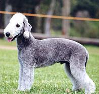 A dog image from https://images.dog.ceo/breeds/terrier-bedlington/n02093647_1037.jpg