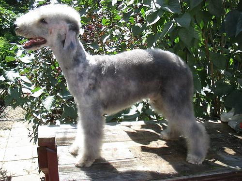 A dog image from https://images.dog.ceo/breeds/terrier-bedlington/n02093647_120.jpg