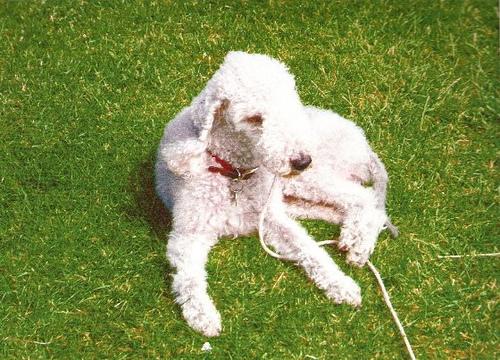 A dog image from https://images.dog.ceo/breeds/terrier-bedlington/n02093647_1292.jpg