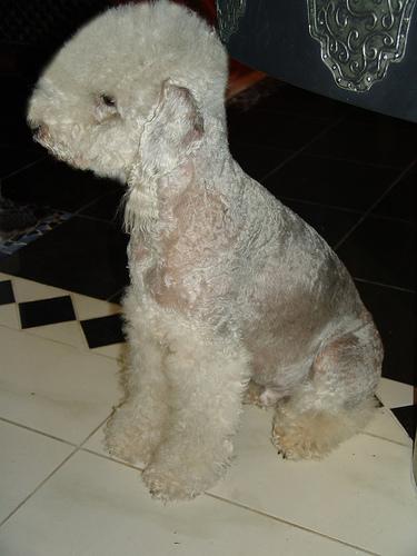 A dog image from https://images.dog.ceo/breeds/terrier-bedlington/n02093647_1306.jpg