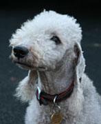 A dog image from https://images.dog.ceo/breeds/terrier-bedlington/n02093647_1393.jpg