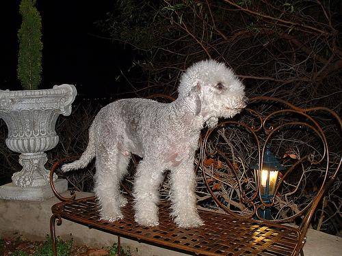 A dog image from https://images.dog.ceo/breeds/terrier-bedlington/n02093647_1412.jpg