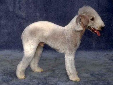 A dog image from https://images.dog.ceo/breeds/terrier-bedlington/n02093647_1564.jpg