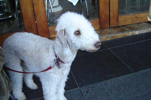 A dog image from https://images.dog.ceo/breeds/terrier-bedlington/n02093647_1621.jpg