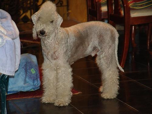 A dog image from https://images.dog.ceo/breeds/terrier-bedlington/n02093647_1630.jpg