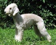 A dog image from https://images.dog.ceo/breeds/terrier-bedlington/n02093647_1791.jpg