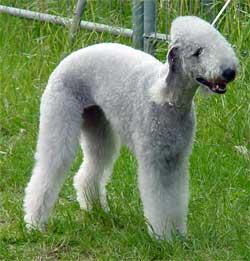 A dog image from https://images.dog.ceo/breeds/terrier-bedlington/n02093647_185.jpg