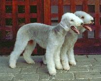 A dog image from https://images.dog.ceo/breeds/terrier-bedlington/n02093647_1870.jpg