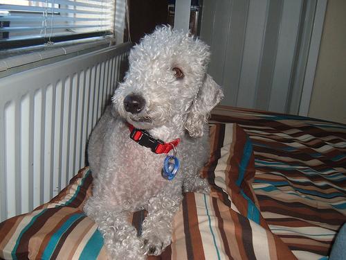 A dog image from https://images.dog.ceo/breeds/terrier-bedlington/n02093647_1915.jpg