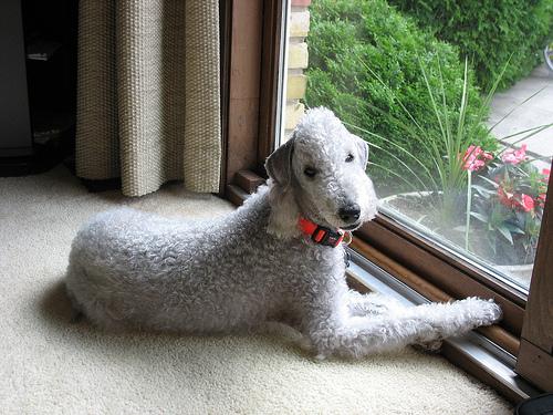 A dog image from https://images.dog.ceo/breeds/terrier-bedlington/n02093647_2027.jpg