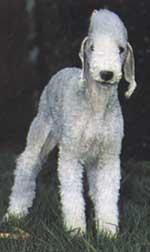 A dog image from https://images.dog.ceo/breeds/terrier-bedlington/n02093647_2068.jpg