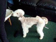 A dog image from https://images.dog.ceo/breeds/terrier-bedlington/n02093647_2192.jpg