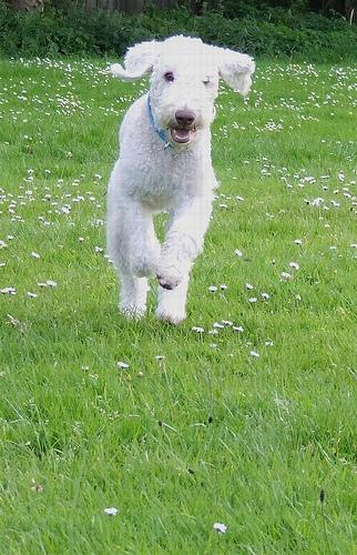 A dog image from https://images.dog.ceo/breeds/terrier-bedlington/n02093647_2326.jpg