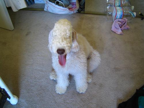 A dog image from https://images.dog.ceo/breeds/terrier-bedlington/n02093647_2349.jpg