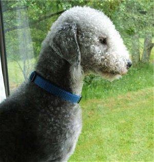 A dog image from https://images.dog.ceo/breeds/terrier-bedlington/n02093647_239.jpg