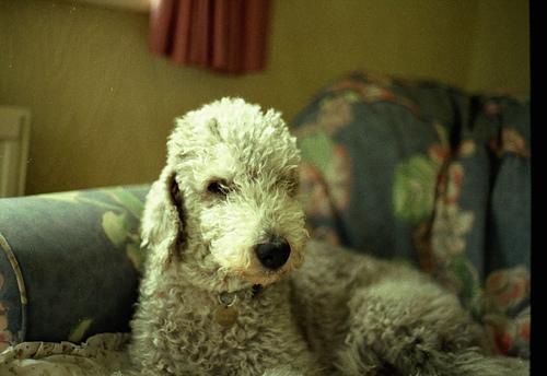 A dog image from https://images.dog.ceo/breeds/terrier-bedlington/n02093647_2409.jpg