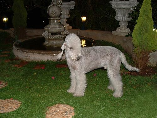 A dog image from https://images.dog.ceo/breeds/terrier-bedlington/n02093647_252.jpg