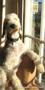 A dog image from https://images.dog.ceo/breeds/terrier-bedlington/n02093647_2616.jpg